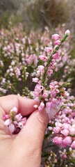 Erica filipendula