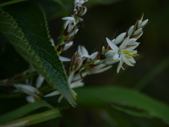 Chlorophytum glaucoides