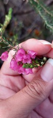 Erica axilliflora