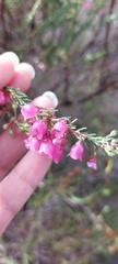 Erica axilliflora