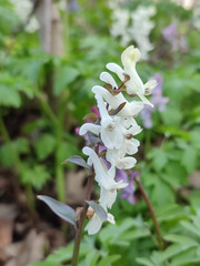 Corydalis cava cava