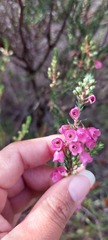 Erica axilliflora