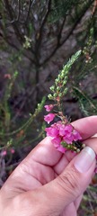 Erica axilliflora