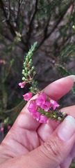 Erica axilliflora