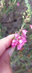 Erica axilliflora