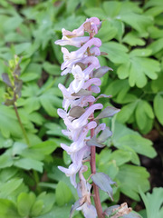 Corydalis cava cava