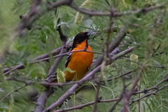 Icterus bullockii × galbula