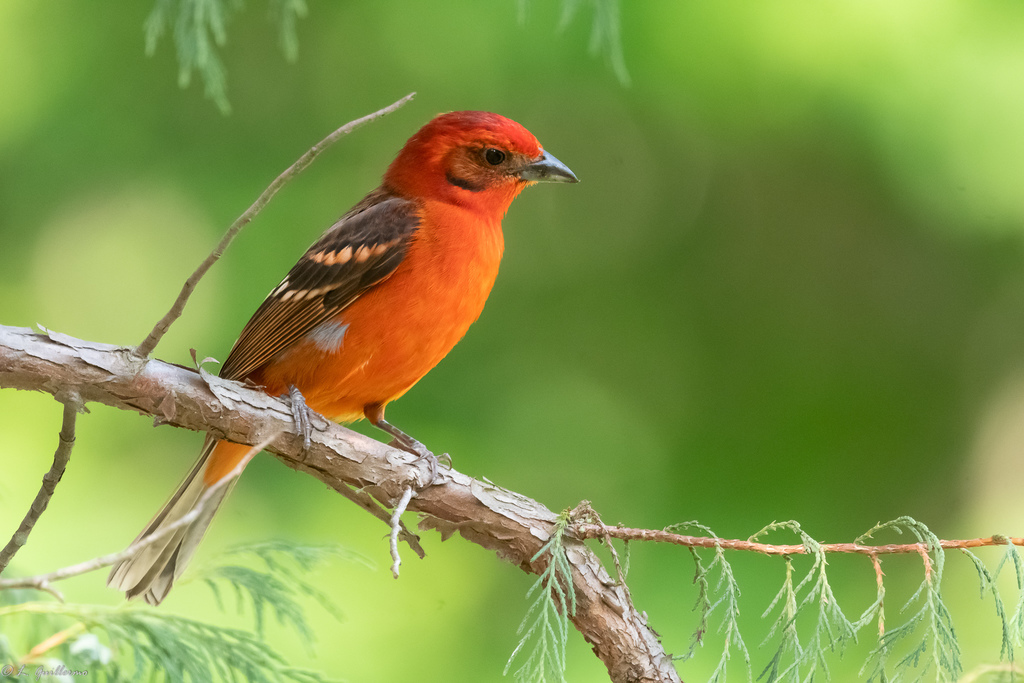 Flame-colored Tanager (Piranga bidentata) photo