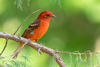 Flame-colored Tanager - Photo (c) Luis Guillermo, some rights reserved (CC BY-NC), uploaded by Luis Guillermo