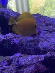 Zebrasoma