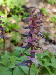 Corydalis cava cava