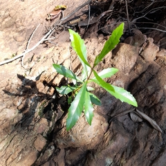 Anthocleista grandiflora