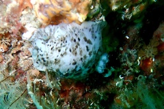 Dendrodoris grandiflora