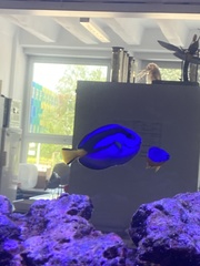 Paracanthurus