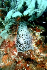 Dendrodoris grandiflora