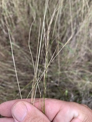 Aristida personata