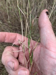 Aristida personata