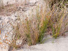 Cyperus gymnocaulos