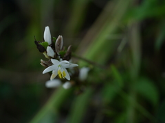 Chlorophytum glaucoides