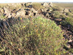 Leucoptera subcarnosa