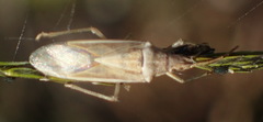 Mecidea prolixa