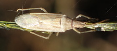 Mecidea prolixa