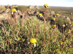 Leucoptera subcarnosa
