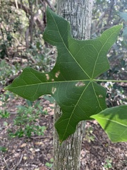 Brachychiton australis