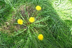 Taraxacum polyodon