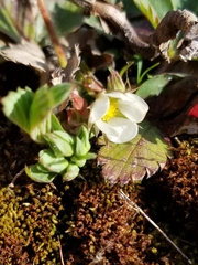 Fragaria virginiana