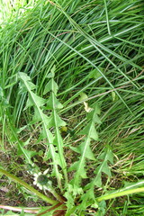 Taraxacum polyodon