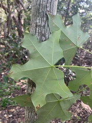 Brachychiton australis