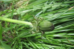 Taraxacum polyodon
