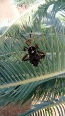 Petascelis remipes