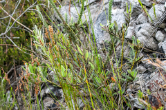 Podalyria oleifolia