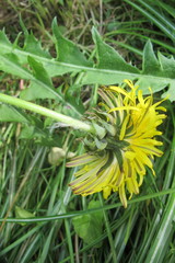 Taraxacum polyodon