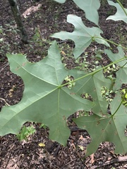 Brachychiton australis