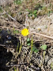 Tussilago farfara