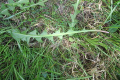 Taraxacum polyodon