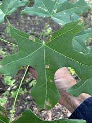 Brachychiton australis