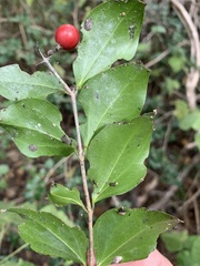 Strychnos psilosperma