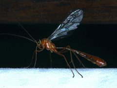 Dicamptus fuscicornis