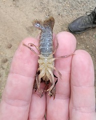 Procambarus kensleyi
