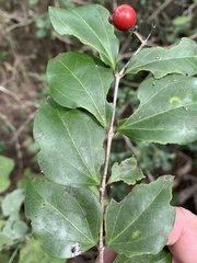 Strychnos psilosperma