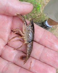 Procambarus kensleyi