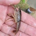 Procambarus kensleyi - Photo (c) jugbayjs, algunos derechos reservados (CC BY-NC), subido por jugbayjs