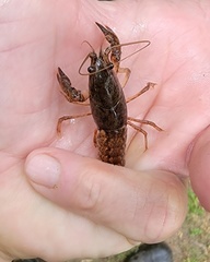 Procambarus kensleyi