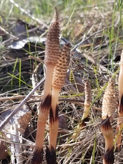 Equisetum arvense