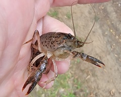 Procambarus kensleyi