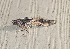 Walshia miscecolorella